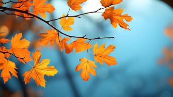 Colorful autumn maple leaves on a tree branch against a blue background summer backdrop photo