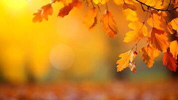Maple leaves in autumn sunny day in foreground Autumn Blurred Background photo