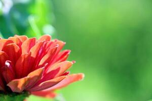 Red zinnia flower. Summer botanical vibe. Close-up of a bud, side view. photo