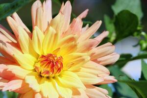 Beautiful large flower of Dahlia pink with yellow color blooming in summer photo
