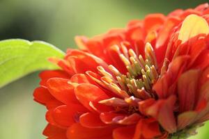Red zinnia flower. Summer botanical vibe. photo