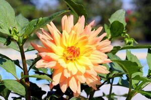 Beautiful large flower of Dahlia pink with yellow color blooming in summer photo