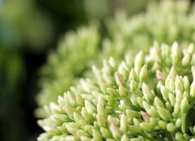 The small flowers of Sedum prominent bloom in late summer with copy space. photo