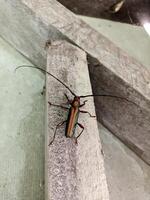 Golden longhorn beetle green polet attached to wooden wall photo