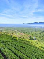 Calm atmosphere on a cold morning shrouded in fog. The view from the plateau shows expanses of Wayang Windu tea gardens photo