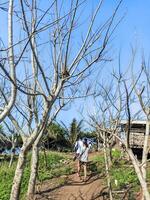 Tourists are walking along a path lined with exotic dry trees towards the beach photo