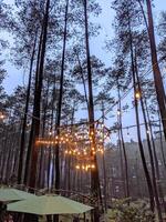 Light hanging lamp in the middle of a pine forest at a La Pinea cafe photo