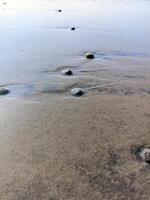 Coral rocks carried by waves and buried in the sand photo