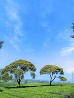 Two lush trees in the middle of a green tea garden with a calm and cool atmosphere during the day photo