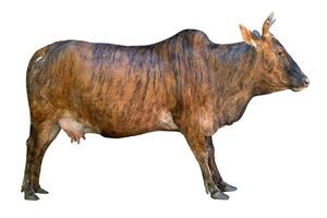 Cow is a domestic mammal on a white background. photo