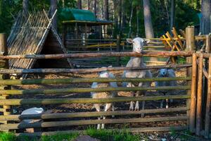 Sheep in the corral. Sheep pets on the farm. photo