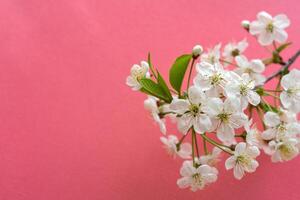 Blooming cherry branch. Spring white flowers. Wine tree in bloom. photo