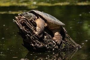 Resting Giant Snapping Turtle on Fallen Tree photo