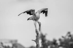 Branch's Gaze The Hiron Bird's Reverie from Above photo