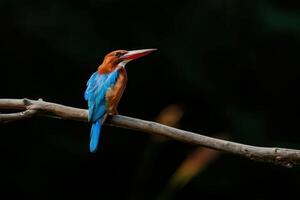 Twilight Sentinel Kingfisher on the Branch photo