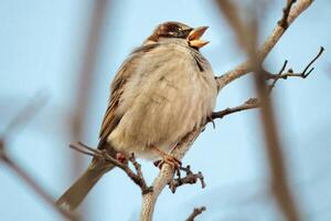 Silent Chirps The Sparrow's Whisper photo
