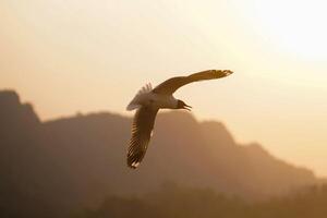 Dusk's Majesty The Eagle's Evening Soar photo