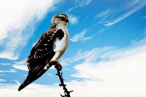 Perched in Majesty The Beauty of Resting on an Eagle's Branch photo