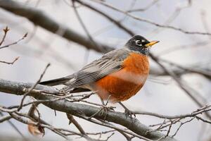 Guardian of the Bough The Indian Myna's Watchful Vigil photo
