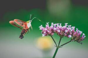 Fluttering Essence Capturing the Nectar of Butterfly Flowers photo