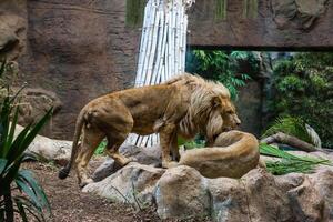 A lion lies on a stone and looks forward. photo