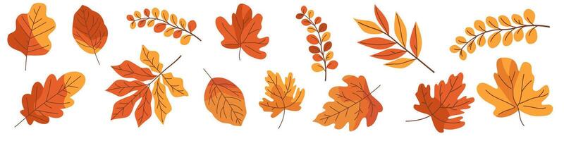 Set of flat illustrations on white background. Different autumn leaves vector