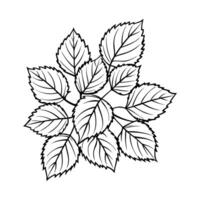 Autumn leaf on a white background. Hand drawing. Outline. Coloring. vector