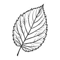 Autumn leaf on a white background. Hand drawing. Outline. Coloring. vector