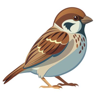 the cute sparrow bird