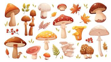 Set of autumn mushrooms. Various types of forest mushrooms, edible and poisonous. illustration on white background vector