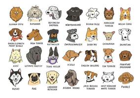 Set of different dog breeds illustration in a flat style. vector