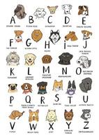 Set of different dog breeds illustration in a flat style. vector