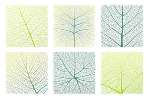 Leaf vein texture abstract background with close up plant leaf cells ornament texture pattern. vector