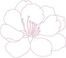 a drawing of a flower sakura with a pink line on it vector