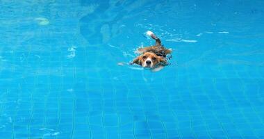 Portrait of an active adorable dog, puppy beagle, bigl, swimming back to the edge of a water pool. Animals theme for advertising video