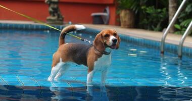 Portrait of the beautiful active dog, doggy, puppy Bigl, Beagle, standing at the edge of the water pool, looking into the camera video