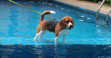 Portrait of the beautiful active dog, doggy, puppy Bigl, Beagle, standing at the edge of the water pool, looking into the camera video