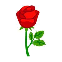 flat illustration with doodle elements, a red closed rose with a trunk and leaves highlighted on a white background. blooming rose begins to open. A bright, burning, flaming Mexican rose is stylized vector