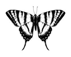 Butterfly podalirius swallowtail. Hand drawn illustration. Black and white graphic clip art on a background. Drawing of an insect with spread wings. Flying papilio sketch. For printing vector