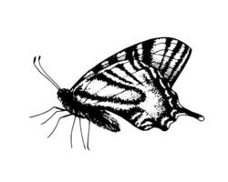 Butterfly Monarch. Hand drawn illustration. Black and white graphic clip art on isolated background. Drawing of an insect sitting with folded wings. Sketch for coloring books and cards vector