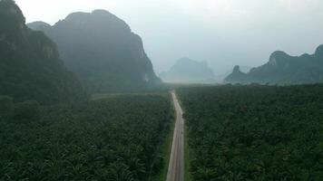 Drone flight over green oil palm fields in mountainous area. Drone flight over jungle in Thailand, field with oil palm cinematic shot, Krabi Thailand video