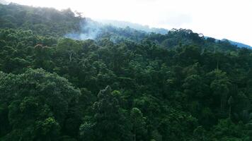 Aerial view, flight between green palm trees in tropical forest. Cinematic drone view of a misty tropical rainforest. Flying over the jungle forest. video