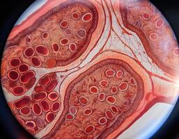 Human Artery Cross Section with Red Blood Cells photo
