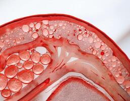 Human Artery Cross Section with Red Blood Cells photo