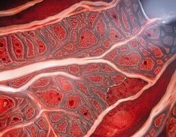 Human Artery Cross Section with Red Blood Cells photo