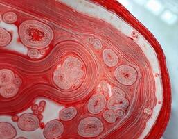 Human Artery Cross Section with Red Blood Cells photo