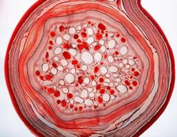 Human Artery Cross Section with Red Blood Cells photo