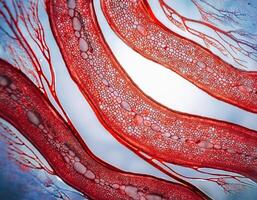 Human Artery Cross Section with Red Blood Cells photo