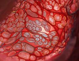 Human Artery Cross Section with Red Blood Cells photo