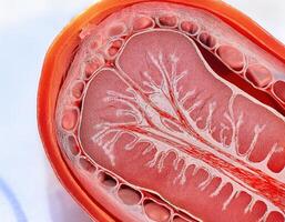 Human Artery Cross Section with Red Blood Cells photo